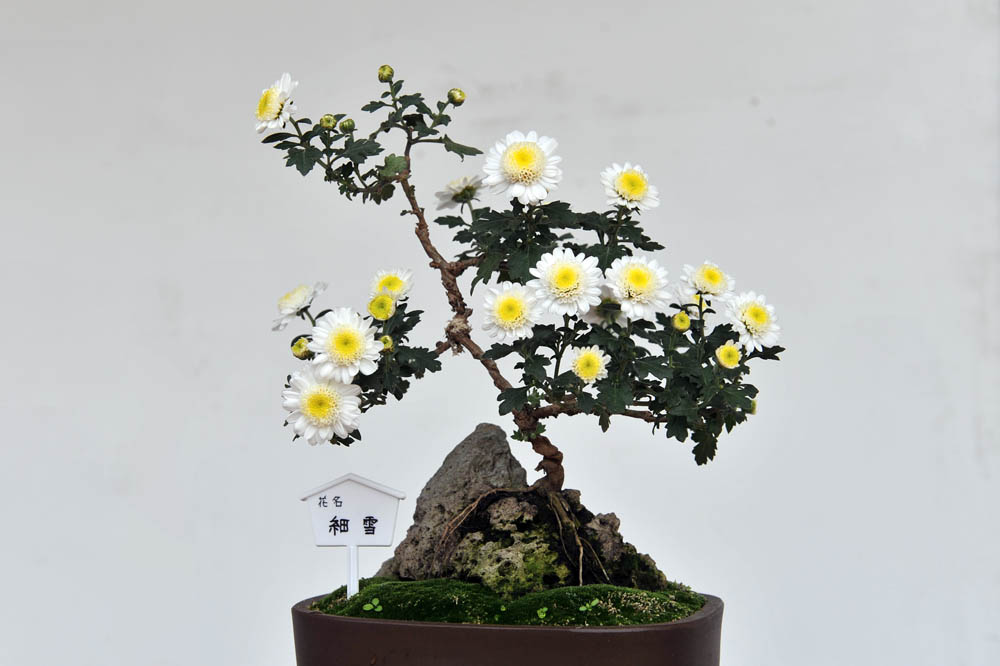 菊の盆栽展 太宰府天満宮菊花展より : ことまち写真館