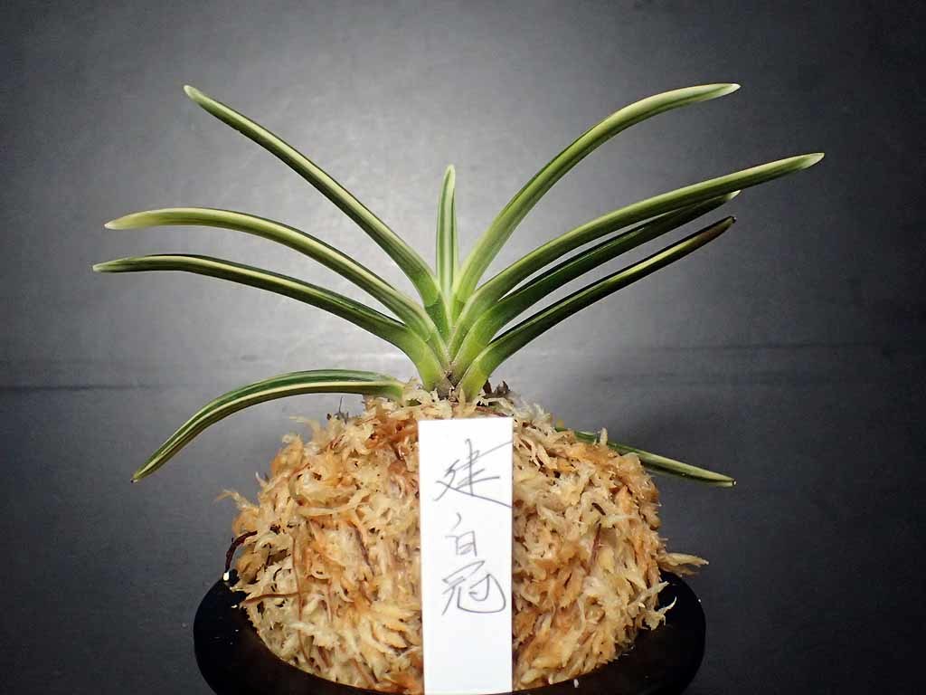 富貴蘭特別な建国殿白縞(総ルビー根) 【金星】富貴蘭「No.1