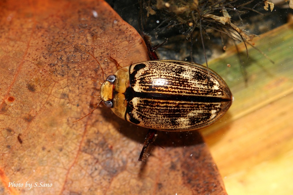 ヤンバルオオイチモンジシマゲンゴロウ : 海を歩くゲンゴロウ