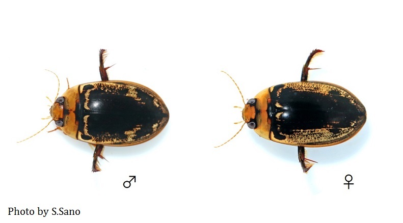 リュウキュウオオイチモンジシマゲンゴロウ : 海を歩くゲンゴロウ