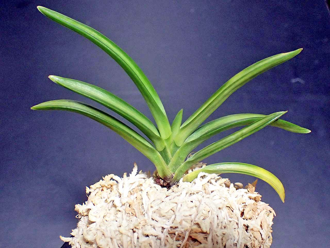 富貴蘭特別な建国殿白縞(総ルビー根) 【金星】富貴蘭「No.1