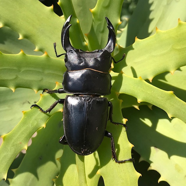 オオクワガタWF1の魅力 : ドルクスハンターブログ