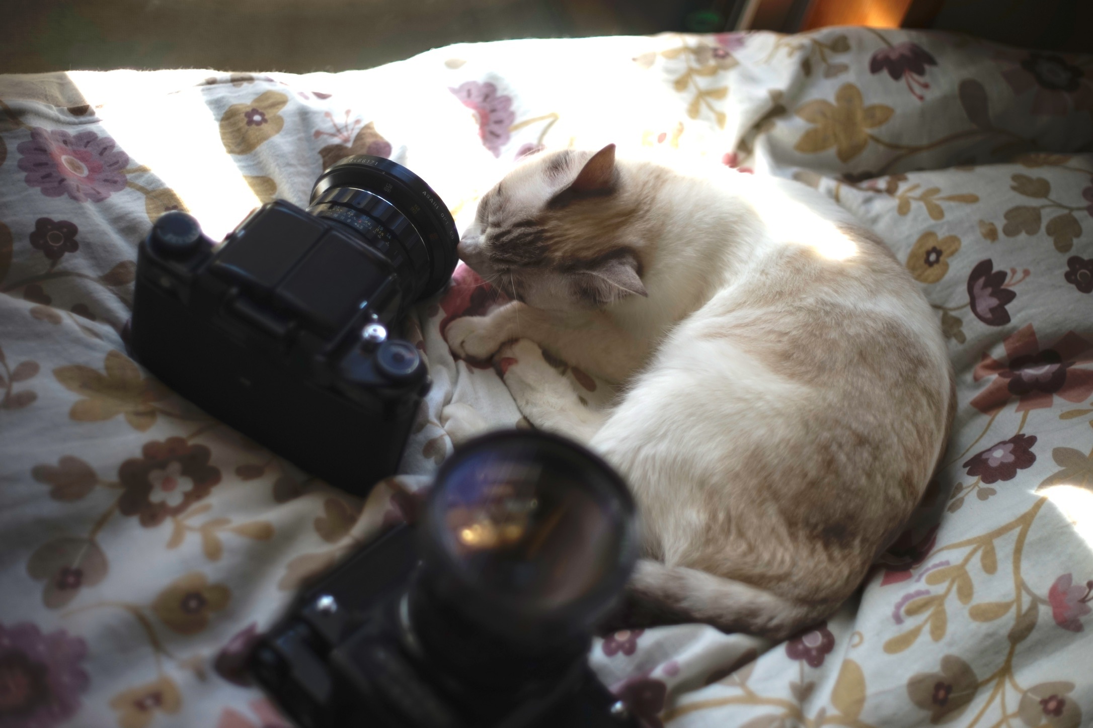 Pentax 67 シャッターダイヤルアダプター : 相模原・町田エリアの写真