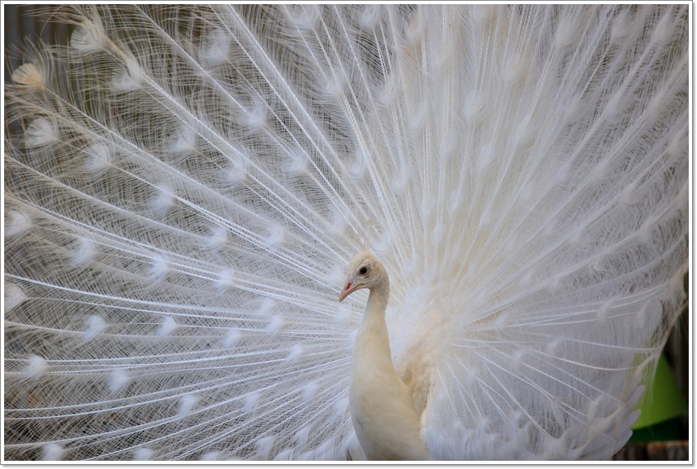 白孔雀 : ハチミツの海を渡る風の音