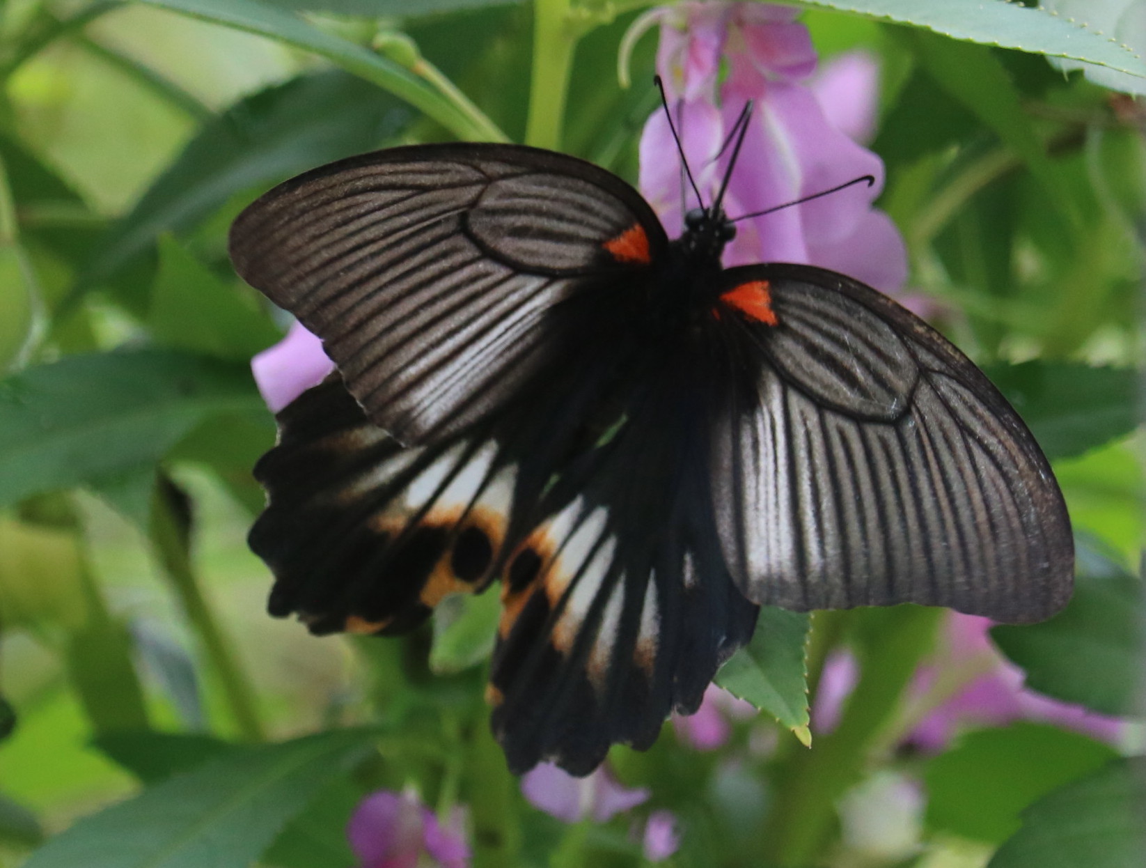 ナガサキアゲハ雌白化 2020/10/01 : 蝶散歩