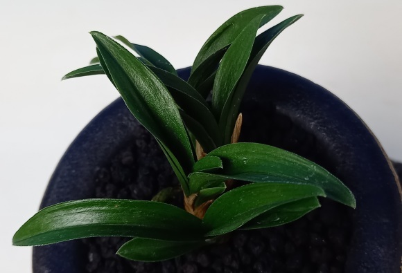 日本春蘭 無名羅紗チャボ : 蘭万園日記