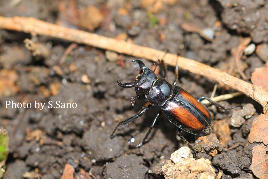 ミクラミヤマクワガタ（2021） : 海を歩くゲンゴロウ