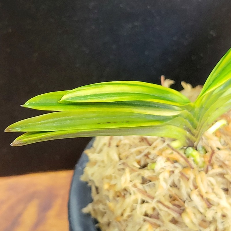 富貴蘭 金牡丹縞 : 富貴蘭チャンネル