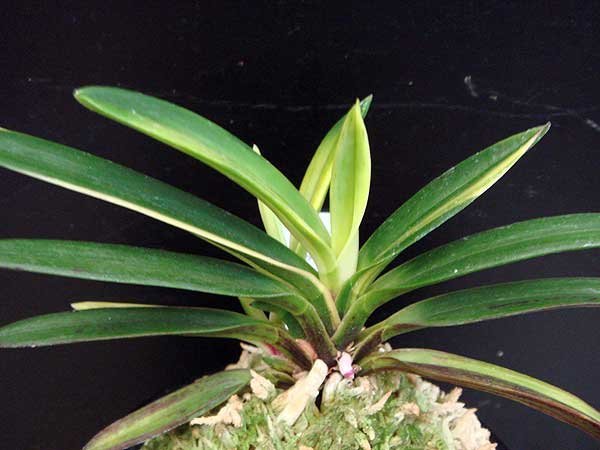 富貴蘭 金牡丹 山口 : 富貴蘭チャンネル