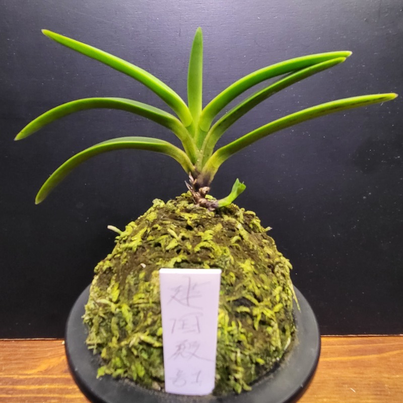 富貴蘭 建国殿号1 : 富貴蘭チャンネル