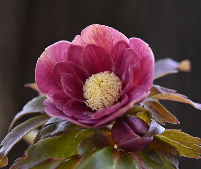 第2回 大木ナーサリー クリスマスローズ販売 : 咲季山草軒