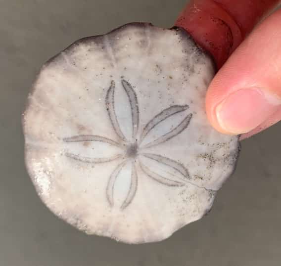 タコが枕にするウニ？「タコノマクラ」「ハスノハカシパン」に隠された