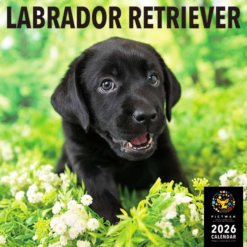 PICTWANカレンダー2026 ラブラドール・レトリーバー【L判】
