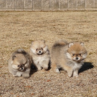 またポメラニアン3兄弟です！ | ポメラニアン 全国対応ブリーダー 子犬