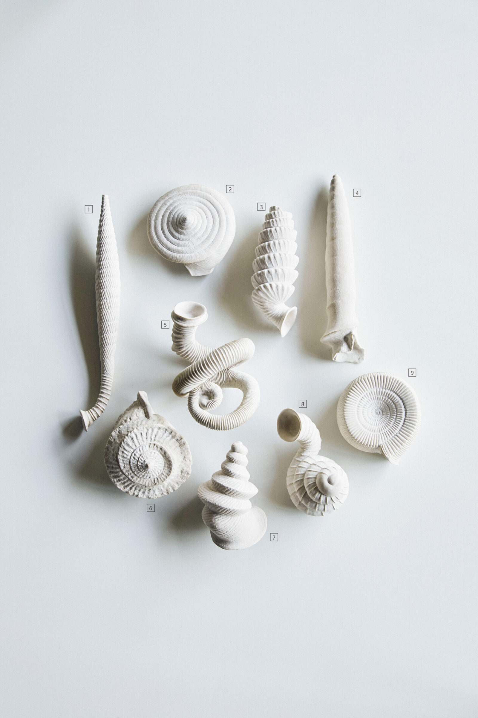 机の上のサイエンス。Vol.23／陸産貝類殻拡大模型 | POPEYE Web