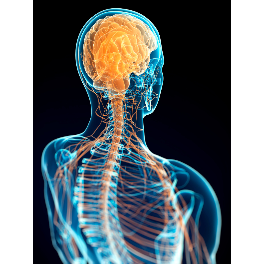 カイロプラクティックについて ｜ 代々木八幡整体で実績NO1