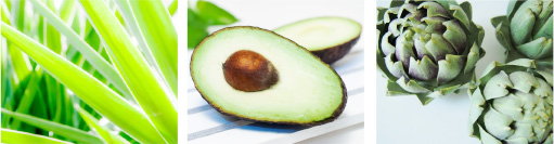 コンセプト ｜ 【公式】 PLOMB CELLULE プロムセリュール