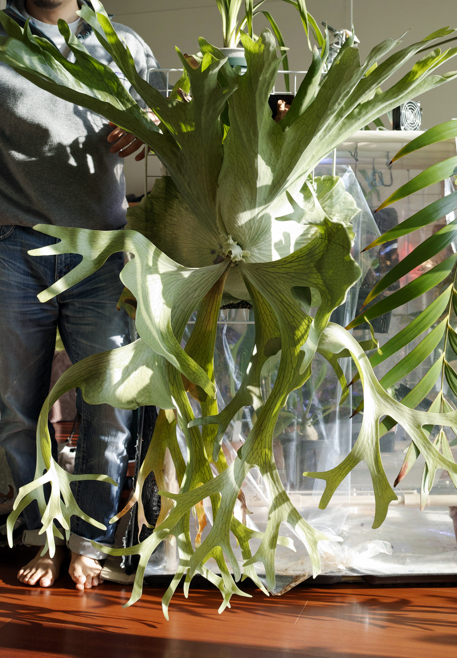 Platycerium holttumii | 俺のビカクシダ