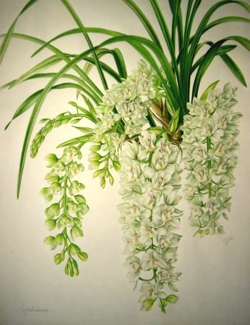 ボタニカルアート Botanical art (2003～） | アトリエ遊花 - 楽天ブログ