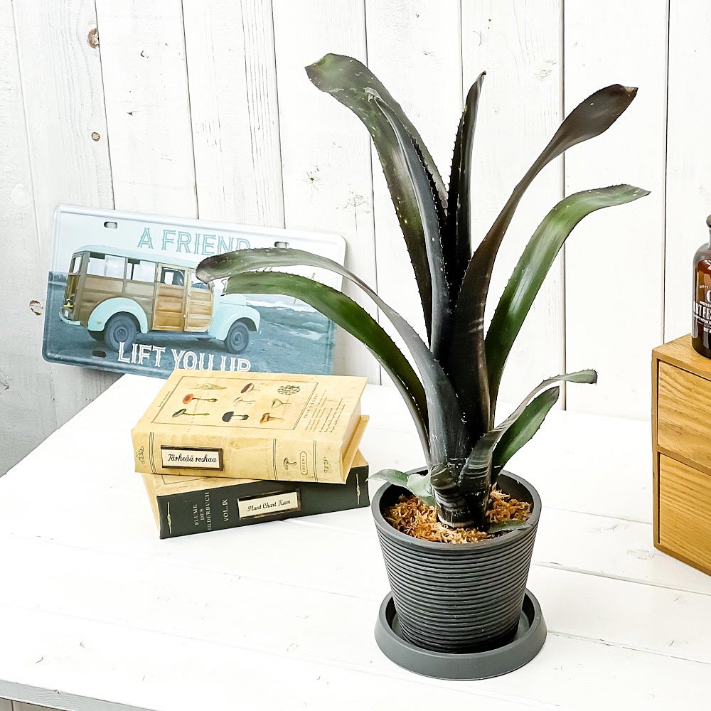 PLANCHU200527 観葉植物 ビルベルギア ダースベイダー 4号樹脂鉢