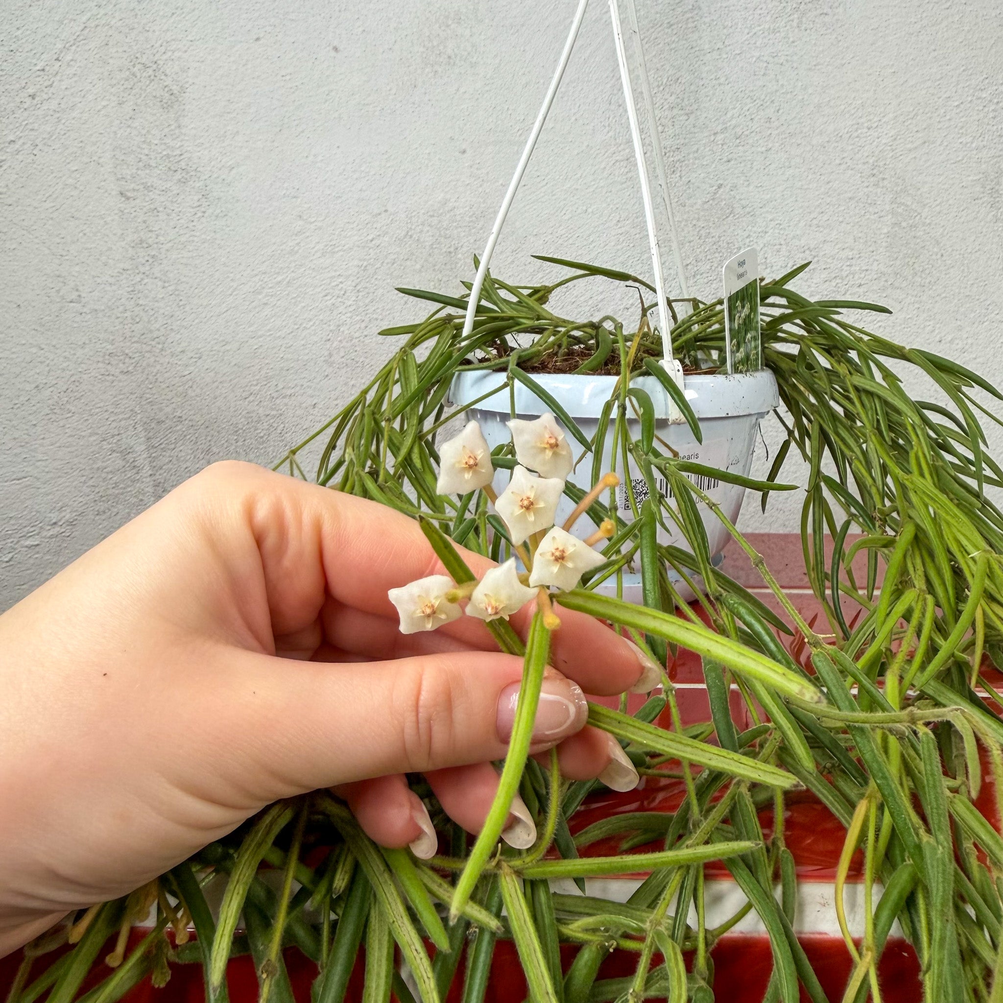 Hoya linearis – Trailing Porcelain Flower | Rare Hanging