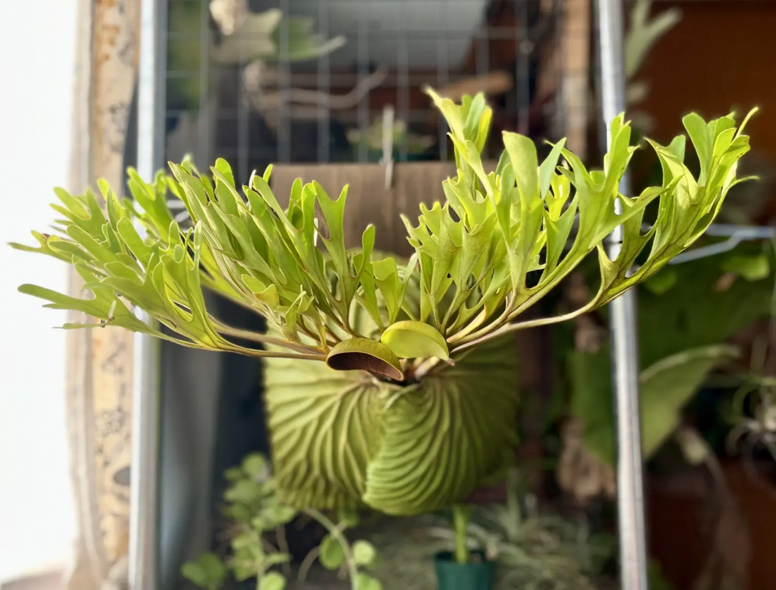 ビカクシダ リドレイ 'シン' – Plants Navi