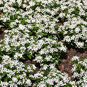 Soiree Kawaii White Peppermint Vinca (Catharanthus roseus 'Soiree