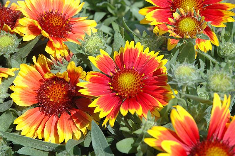 Arizona Sun Blanket Flower (Gaillardia x grandiflora 'Arizona Sun
