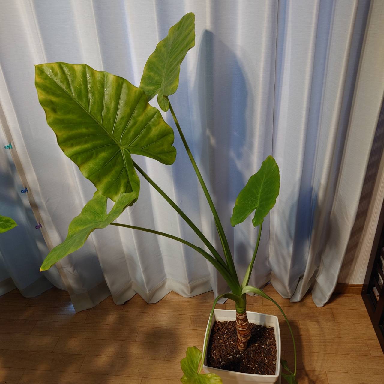 丸パンダ研究所【温室】 | サトイモ科 アロカシア属 クワズイモ