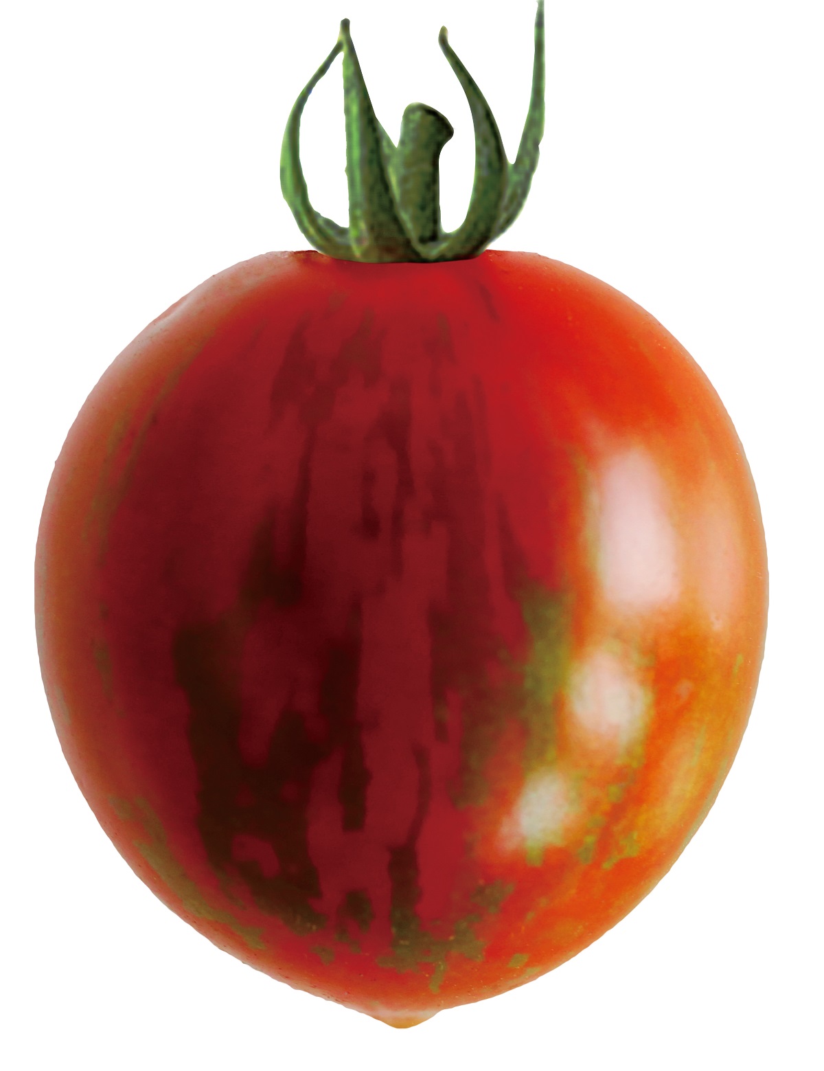 ﾌﾞﾗｯﾃﾞｨﾀｲｶﾞｰ接木(ｷﾝｸﾞﾊﾞﾘｱ)【ﾄﾏﾄ苗128穴】 | 株式会社PsEco（ピーエス