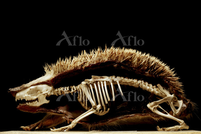 ハリネズミの骨格 [93911612]の写真素材 - アフロ