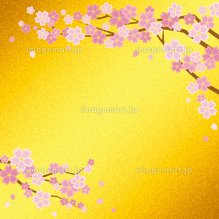 桜の花と金屏風の様な背景(イエローゴールド)正方形のイラスト素材