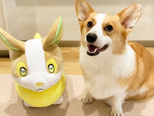 コーギー「わーい、僕のお友達だー！」 自分にそっくりなポケモンの