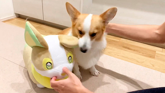 コーギー「わーい、僕のお友達だー！」 自分にそっくりなポケモンの