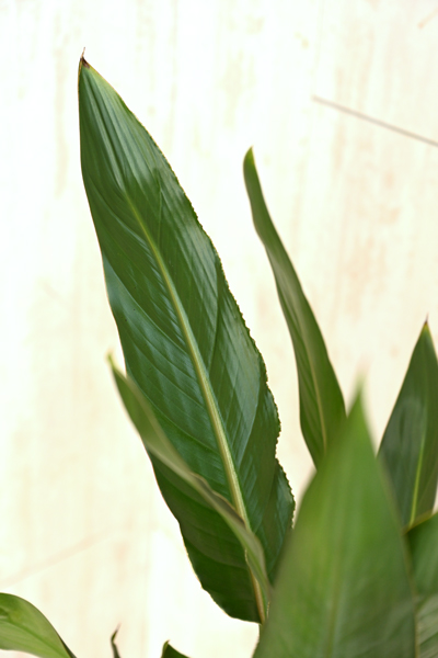 ストレリチア レギネ10号 （ラスターポット付） | 13,000円 | 胡蝶蘭