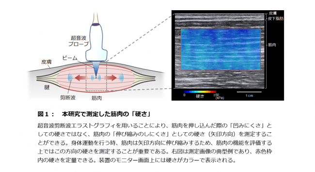 アスリートの「筋肉の硬さ」と「競技パフォーマンス」の関連性を明らか