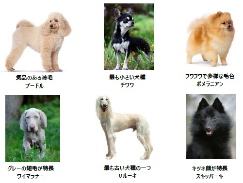 107犬種・1,156頭の純粋犬種が集う祭典「FCI ジャパン
