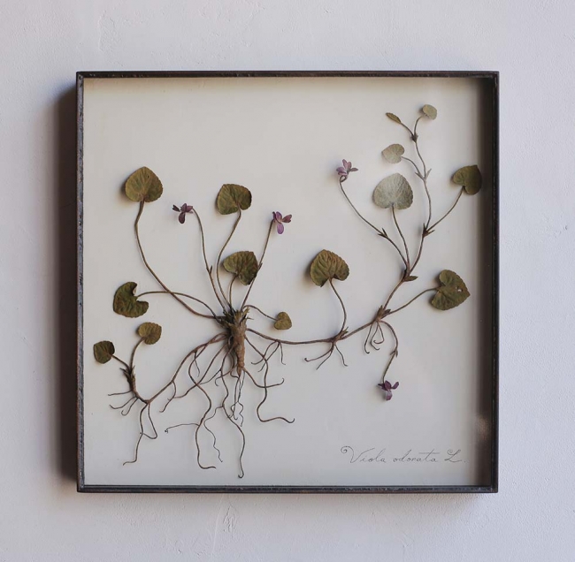 イデー】モリソン小林「植物記」開催のお知らせ | 株式会社良品計画の