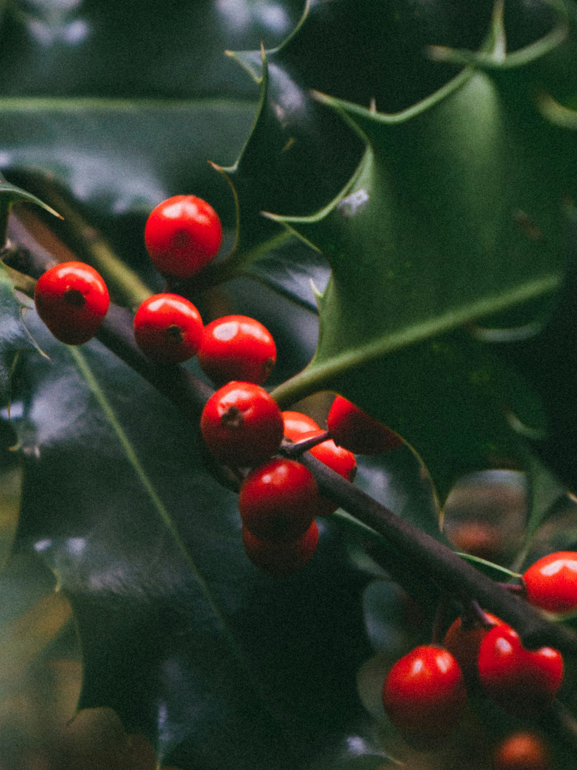 Mistletoe Kiss Home Fragrance Diffuser Oil | Powered by Pura