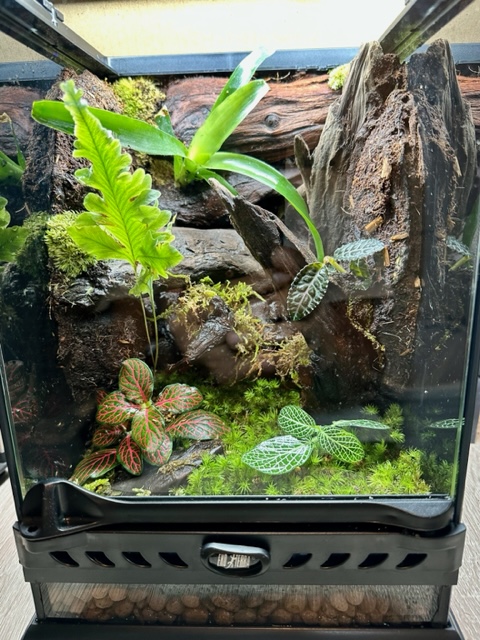 グラステラリウムナノ 装飾済テラリウム ガラス水槽 | ピュアアニマル