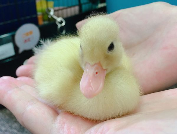 コールダック | ピュアアニマル