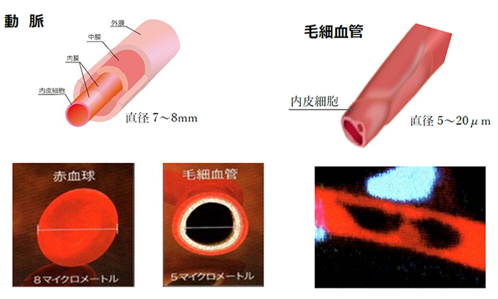 有用な毛細血管観察方法 | NPO法人 QOLサポート研究会