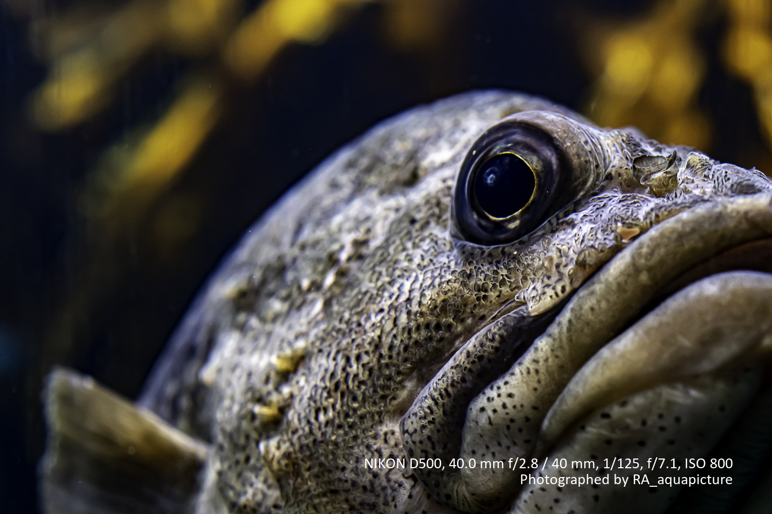 水族館撮影術】マクロで撒き餌でf/2.8！ニコン40mmマクロ最強説