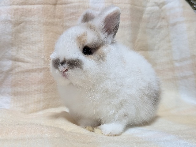 250917nd1 | 埼玉東京のうさぎ専門店ラビファー埼玉東京のうさぎ専門店