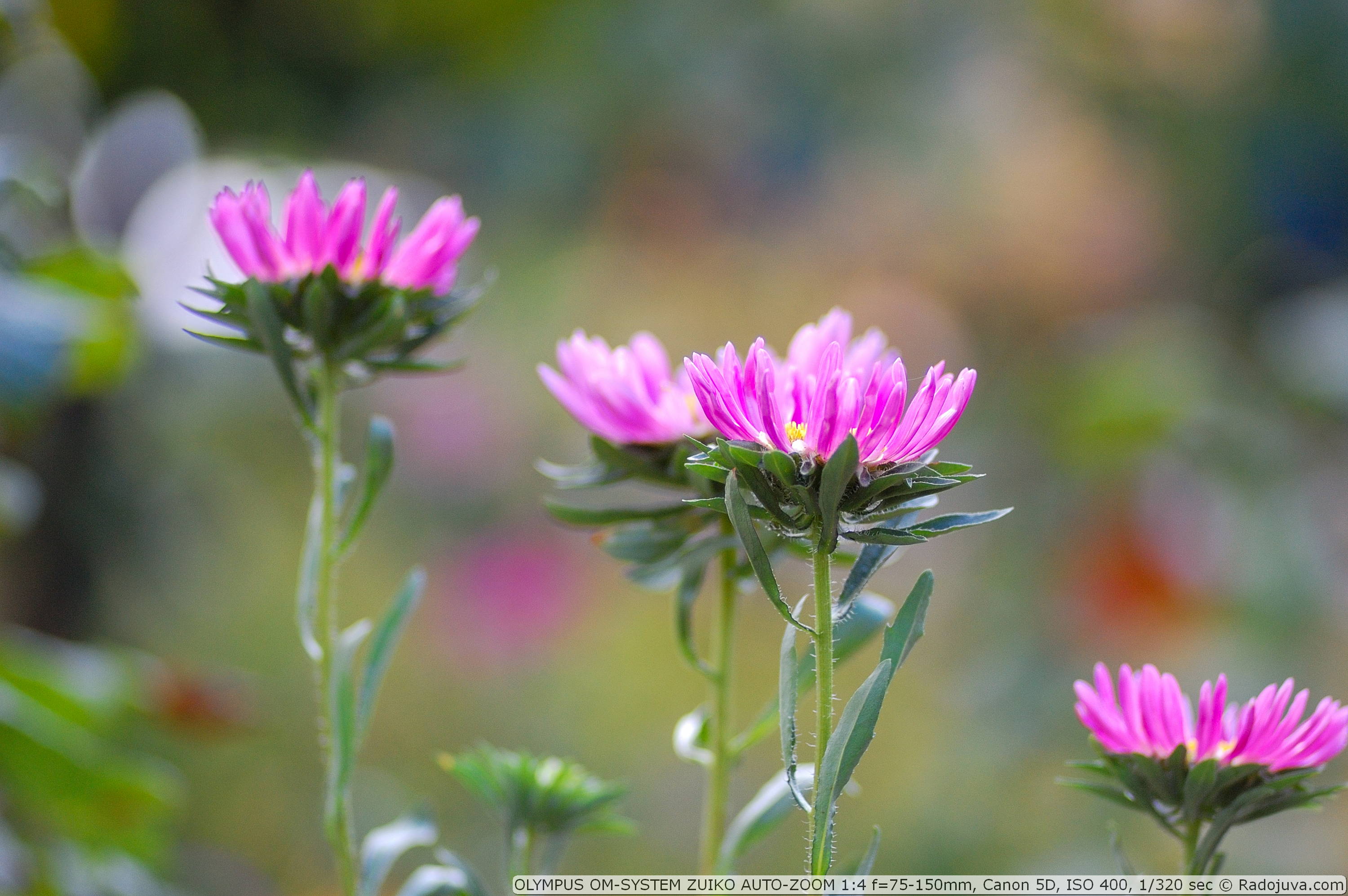 Review of OLYMPUS OM-SYSTEM ZUIKO AUTO-ZOOM 1:4 f=75-150mm | Happy