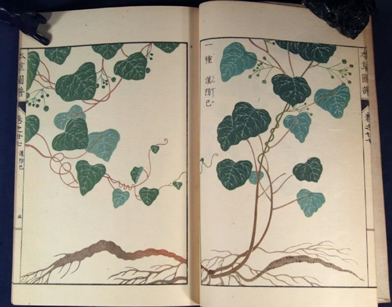 日本山草図譜 日本山草図譜 Amazon.co.jp: 日本山草図譜 : 五百城文哉: 本