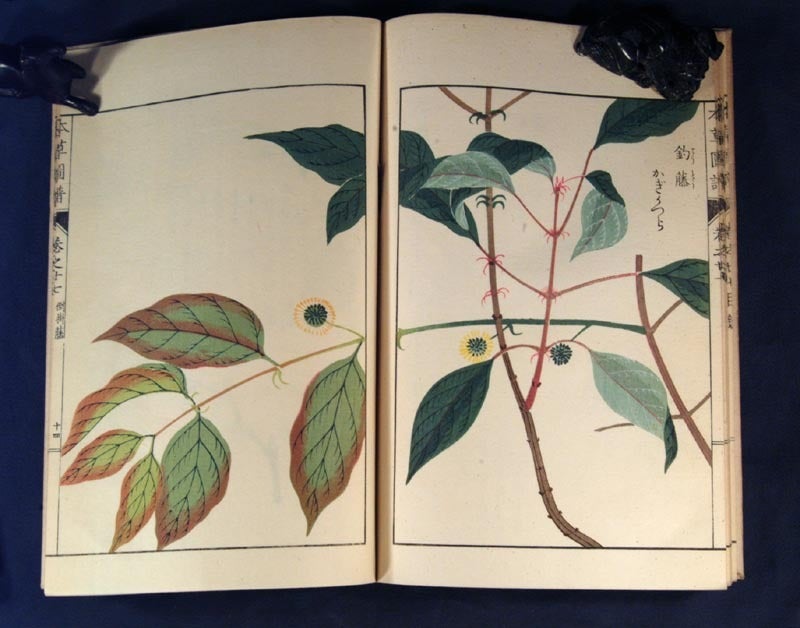 日本山草図譜 日本山草図譜 Amazon.co.jp: 日本山草図譜 : 五百城文哉: 本