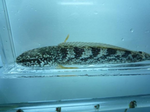 レアスネークヘッド チャンナsp．シェル入荷!! | 名古屋のペット