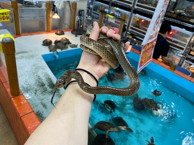 破裂！並蛇！入荷！＠インター爬虫類 | 名古屋のペットショップRemix