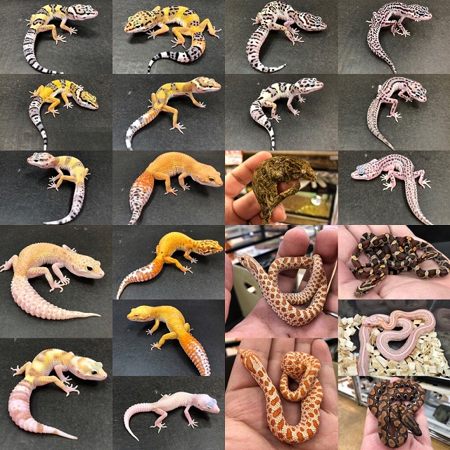 大量入荷！パワー!!＠インター爬虫類 | 名古屋のペットショップRemix